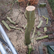 Stijn Van der Veken tuin- en boomwerken