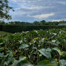 Stijn Van der Veken tuin- en boomwerken